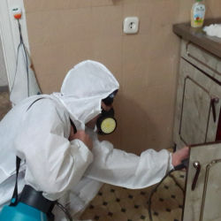 Дезинфекция от муравьев в квартире в Ожерелье
